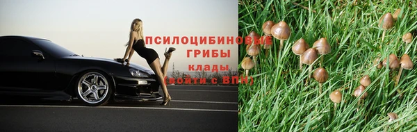 шишки Осинники